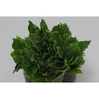 Freshy Fatshedera Lizei