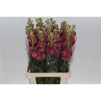 Freshy Violier Iron x30 Antique