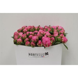 Freshy Paeonia L Alex Fleming 50cm