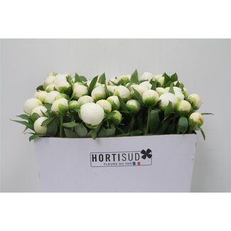 Freshy Paeonia L Duchesse D Nemours 70cm