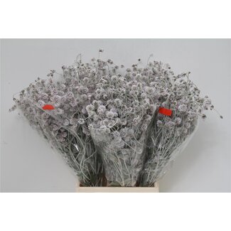 Freshy Ptilotus Exaltatus 50cm