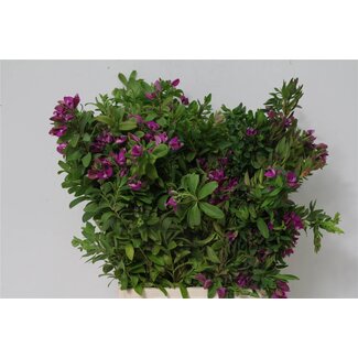Freshy Polygala 200gr (p. bos)