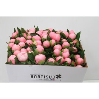 Freshy Paeonia L Bridal Shower 50cm