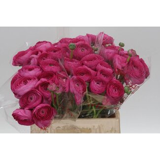 Freshy Ranunculus Cloony L X10 Ciclamino