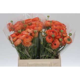Freshy Ranunculus Cloony L X10 Tuareg