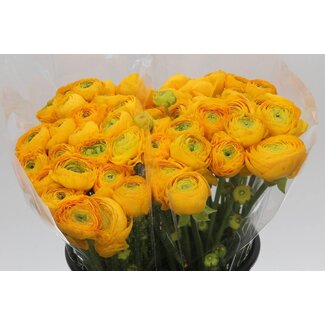 Freshy Ranunculus Cloony Xxl x25 Omega