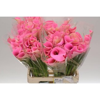 Freshy Zantedeschia Col Cerise