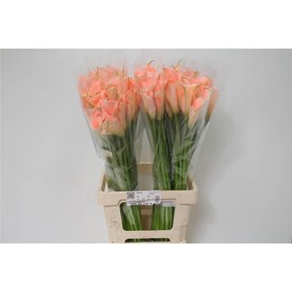 Freshy Zantedeschia Col Pink