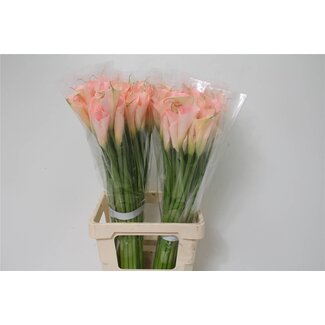 Freshy Zantedeschia Col Salmon