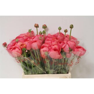 Freshy Ranunculus Cloony L X10 Fragolino