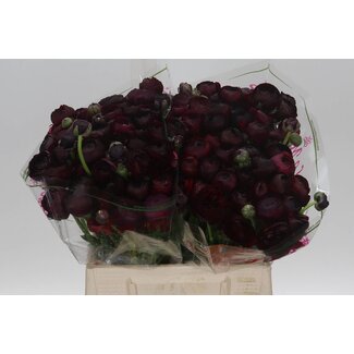 Freshy Ranunculus Cloony S X50 Nerone