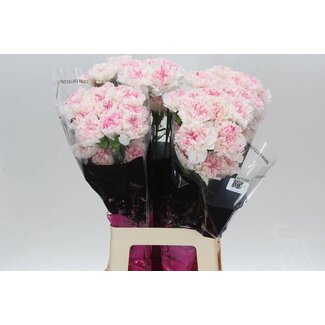 Freshy Anjer Lang Yukari Cherry