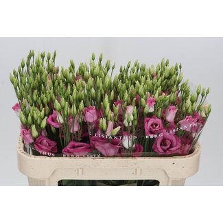Freshy Eustoma Gevuld Rosi Hot Pink