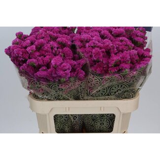 Freshy Limonium S Dark Pink Ch