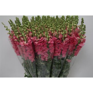 Freshy Antirrhinum Poto. X100 Pink