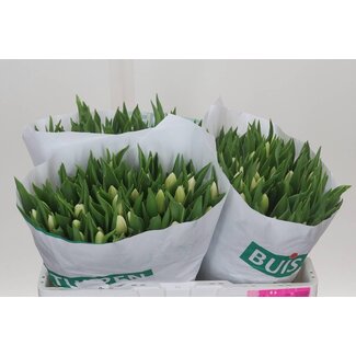 Freshy Tulp enkel White Prince
