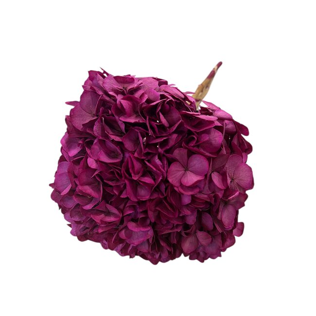 Hydrangea Hortensie Konserviert | Farbe: kirschfarben | Länge ± 50 centimeter | Durchmesser 15 centimeter | Pro Stiel