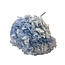 Hydrangea Hortensia Gepreserveerd | Kleur: Lichtblauw | Lengte ± 50 centimeter | Diameter 15 centimeter | Per steel