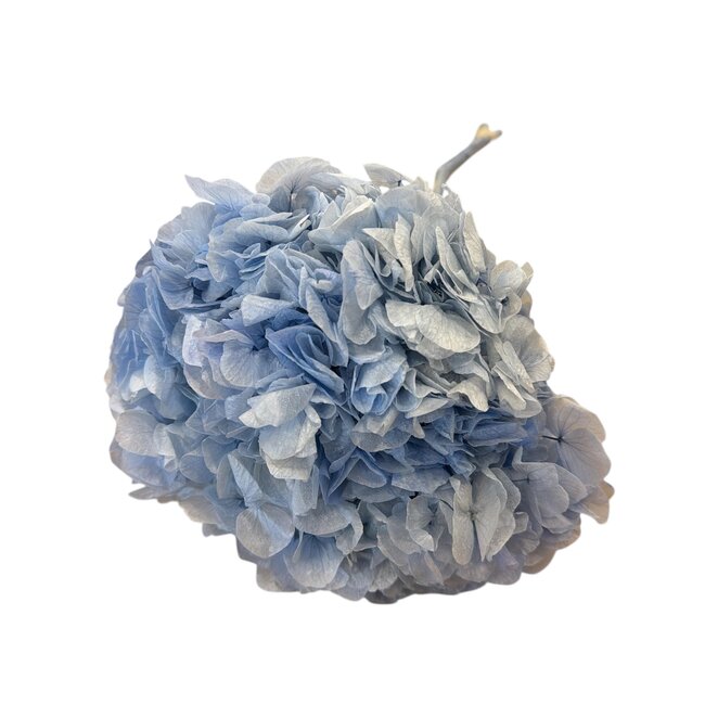 Hydrangea Hortensie Konserviert | Farbe: Hellblau | Länge ± 50 centimeter | Durchmesser 15 centimeter | Pro Stiel