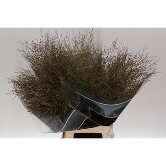 Freshy Panic Vi Warrior