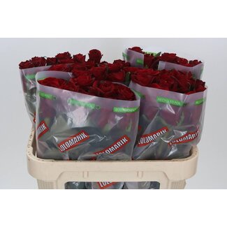 Freshy Rosa Ever Red