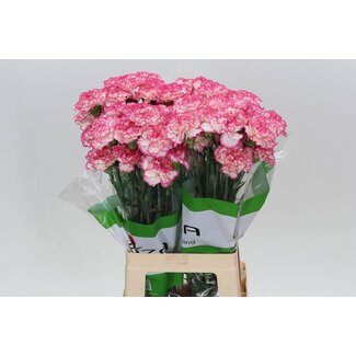 Freshy Anjer Funza Lang Komachi