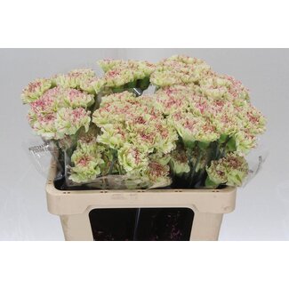 Freshy Anjer Kort Mochi