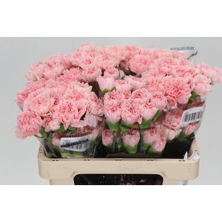 Freshy Anjer Kort Doncel