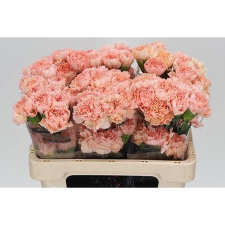 Freshy Korte Anjer “Peachy Mambo” | Kleur: Roze | Lengte ± 55 centimeter | Per 20 verse bloemen