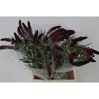 Freshy Lysimachia Atropurpurea