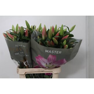 Freshy Lelie Oriental Aqua Master