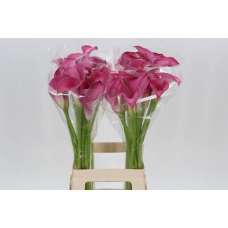 Freshy Zantedeschia Pink Jewel