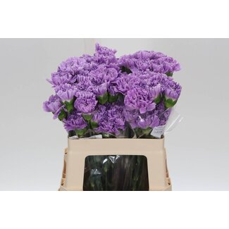 Freshy Anjer Kort Fl Moonaqua