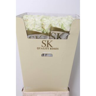 Freshy Rosa Avalanche Masterpiece