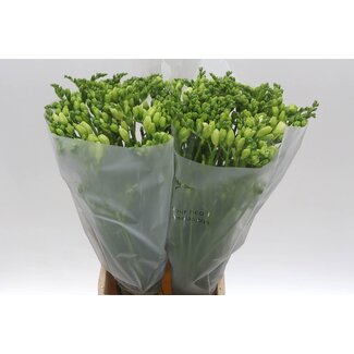 Freshy Freesia dubbel Romantic White