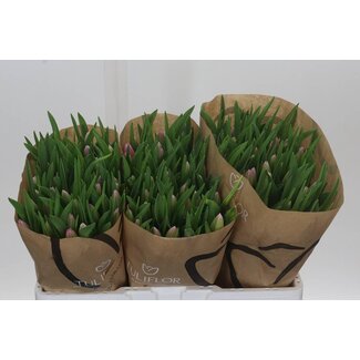 Freshy Tulp enkel Argos