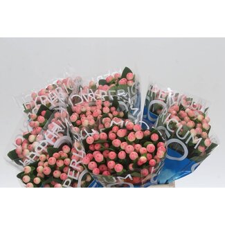 Freshy Hypericum Coco Tiamo