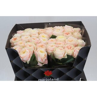 Freshy Rosa Priscilla X L