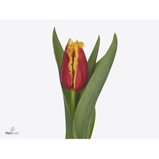 Freshy Tulipa gefranjerd Fabienne
