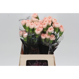 Freshy Anjer Lang Noviado