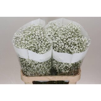 Freshy Gyps Pa Cosmic Ec 35 Tropical Acres