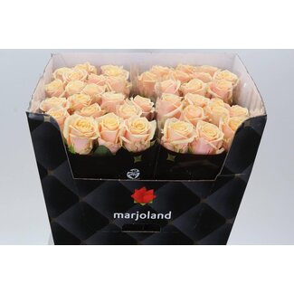 Freshy Rosa Bellini X L