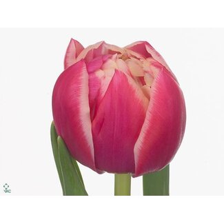 Freshy Tulp dubbel Columbus