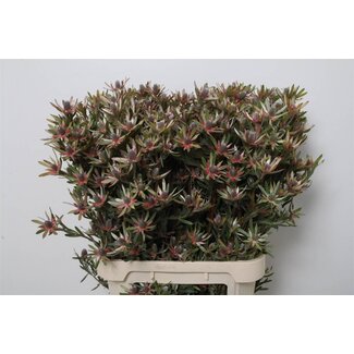 Freshy Leucadendron Ayo Star Pearl