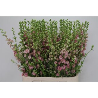 Freshy Consolida R Q Rose