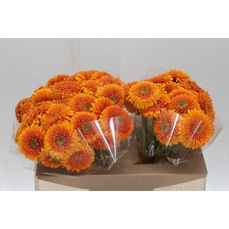 Freshy Germini. Aqua Pomponi Olsen x20