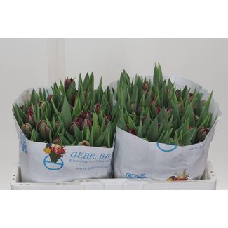 Freshy Tulp dubbel Red Princess