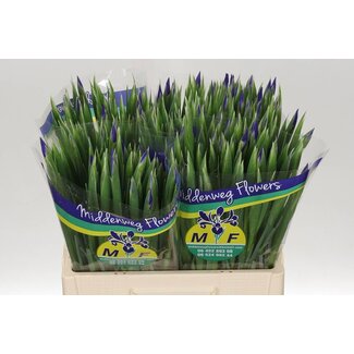 Freshy Iris Blue Magic