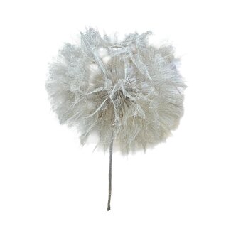 Dutch Dried Puste Flower préservée | Couleur: Blanc | Longueur ± 25 centimeter | Par tige | Dans boîte d'exposition