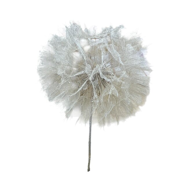 Puste Flower Conservé | Couleur: Blanc | Longueur ± 25 centimeter | Par tige | Dans Boîte d'exposition